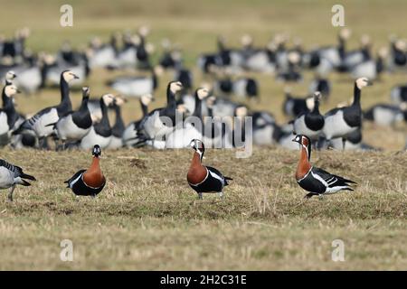 Rotbrustgänse (Branta ruficollis), drei Rotbrustgänse vor Weißwangengänsen auf einer Wiese, Niederlande, Frisia, Ferwoude Stockfoto