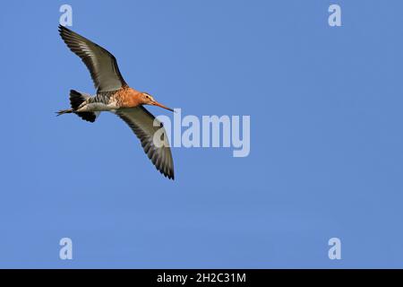 Schwarzschwanzgodwit (Limosa limosa), Ringelmännchen im Flug, Niederlande, Friesland Stockfoto