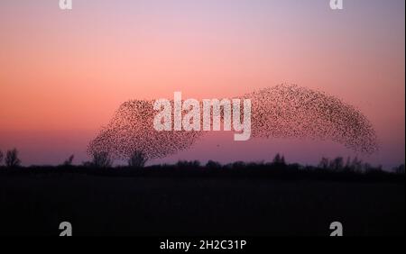 Gewöhnlicher Stare (Sturnus vulgaris), große Stare-Herde im Flug zum Roosing Place nach Sonnenuntergang, Niederlande, Frisia, Leeuwarden Stockfoto