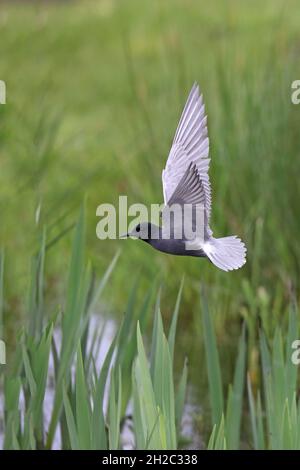 Schwarze Seeschwalbe (Chlidonias niger), auf einer Sumpfwiese im Flug auf Nahrungssuche, Niederlande Stockfoto