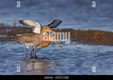 Schwarzschwanzgodwit (Limosa limosa), Männchen steht hinter dem Weibchen im seichten Wasser nach der Paarung rufend, Niederlande, Gelderland Stockfoto