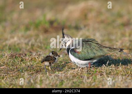 nördlicher Kiebitz (Vanellus vanellus), Weibchen mit Küken auf einer Wiese, Niederlande, Friesland Stockfoto