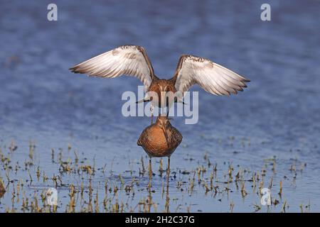 Schwarzschwanzgodwit (Limosa limosa), Beginn der Paarung im Flachwasser, Niederlande, Gelderland Stockfoto