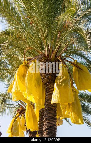 Dattelpalme (Phoenix dactylifera), fruchtend, gegen Vogelfütterung geschützt, Türkei Stockfoto