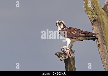 fischadler, Fischadler (Pandion haliaetus), auf einem toten Baum mit gefangenem Rudel, Niederlande, Frisia, Ijsselmeer Stockfoto