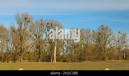 Mistel (Viscum Album subsp. Album, Viscum Album), Pappeln mit Misteln im Naturschutzgebiet Urdenbacher Kaempe, Deutschland, Nord Stockfoto