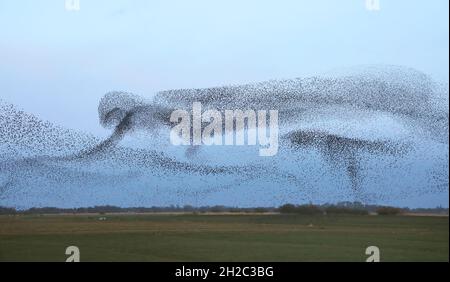 Gewöhnlicher Stare (Sturnus vulgaris), eine riesige Gruppe von Staren auf dem Flug zum Roosing Place, Niederlande, Frisia, Leeuwarden Stockfoto