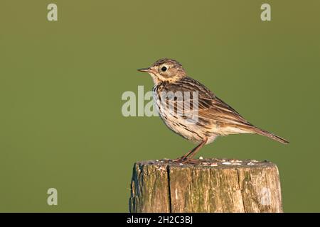 Meadow Pipit (Anthus pratensis), sitzt auf einem Holzpfosten, Niederlande, Frisia, Lauwersmeer Nationalpark Stockfoto