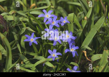 Weniger Glory-of-the-Snow (Chionodoxa sardensis, Scilla sardensis), blühend Stockfoto