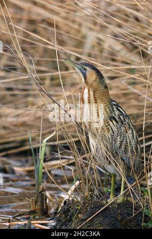 Eurasische Seeschwalbe (Botaurus stellaris), steht in Schilfzone in defensiver Haltung, Niederlande, Friesland Stockfoto