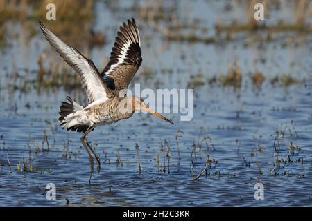 Schwarzschwanzgodwit (Limosa limosa), hebt seichtes Wasser ab, Niederlande, Gelderland Stockfoto