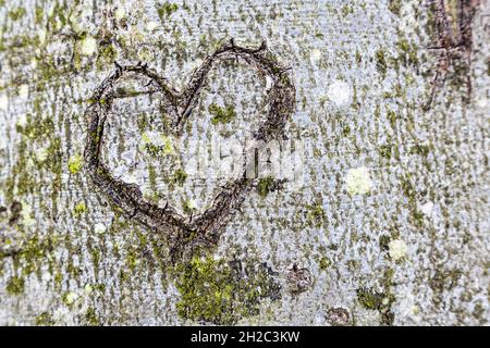 Gemeine Buche (Fagus sylvatica), Herz in der Rinde eines Buchenstammes geschnitzt, Deutschland, Mecklenburg-Vorpommern, NSG Gespensterwald Nienhagen Stockfoto