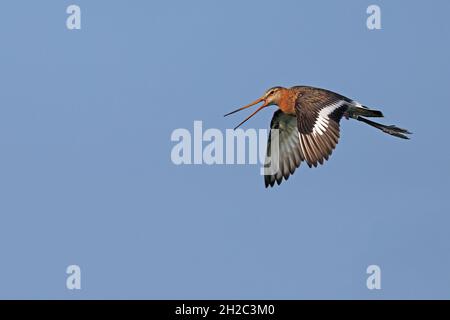 Schwarzschwanzgodwit (Limosa limosa), beringte männliche Anrufe in der Flucht, Niederlande, Friesland Stockfoto