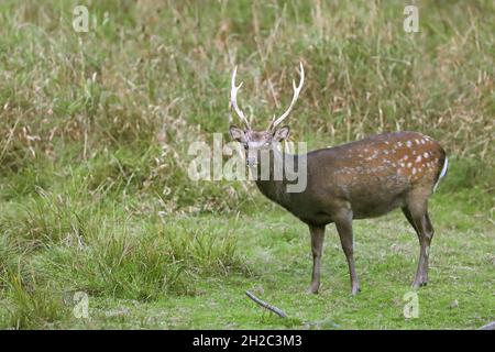 Sika-Hirsch, zahme sika-Hirsch, zahme Hirsch (Cervus nippon), Männchen steht auf einer Sumpfwiese, Dänemark Stockfoto