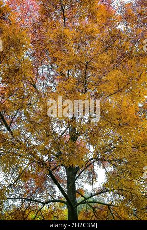 Mannasche (Fraxinus ornus), im Herbst Stockfoto