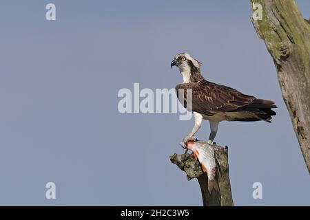 fischadler, Fischadler (Pandion haliaetus), auf einem toten Baum mit gefangenem Rudel, Niederlande, Frisia, Ijsselmeer Stockfoto
