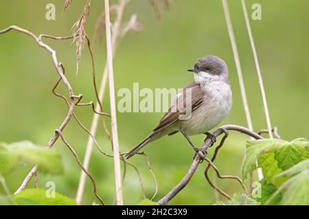 Kleiner Weißkehlchen (Sylvia curruca), auf einem Zweig gelegen, Niederlande, Frisia, Makkum Stockfoto