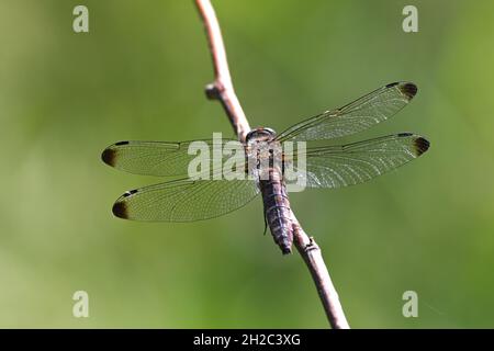 Seltene Verfolgerdragonfly, seltene Libellula (Libellula fulva), alte Hündin am Zweig sitzend, Rückansicht, Niederlande, Overijssel, Weerribben-Wieden Stockfoto