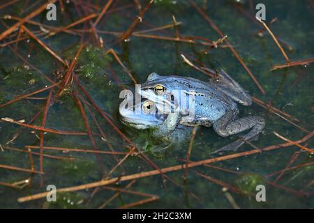 Moorfrosch (Rana arvalis), Blauer Rüde, der ein anderes Männchen anstelle eines Weibchen in einem Moorteich umklammert, Niederlande, Friesland Stockfoto