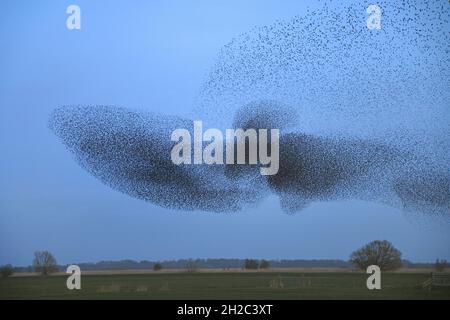 Gewöhnlicher Stare (Sturnus vulgaris), eine riesige Gruppe von Staren auf dem Flug zum Roosing Place, Niederlande, Frisia, Leeuwarden Stockfoto
