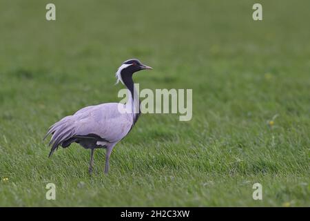 demoiselle Kran (Anthropoides virgo, Grus virgo), steht auf einer Wiese, Niederlande, Nord-Niederlande, Hensbroek Stockfoto