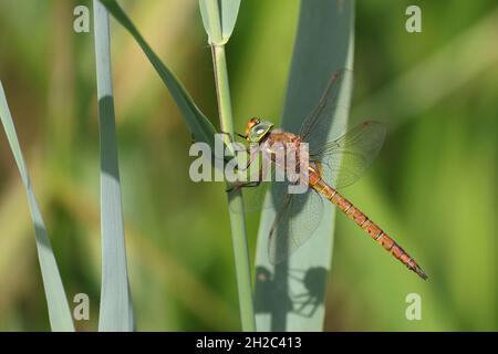 Norfolk aeshna, Norfolk Hawker (Aeshna isoceles), Männchen sitzt auf einer Schilfklinge, Niederlande, Frisia, De Deelen Stockfoto