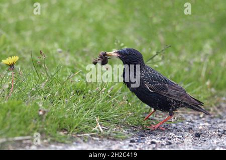 Gewöhnlicher Star (Sturnus vulgaris), der mit einer Schnecke im Schnabel auf dem Boden starrt, Niederlande, Frisia, Makkum Stockfoto