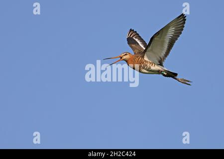 Schwarzschwanzgodwit (Limosa limosa), beringte männliche Anrufe in der Flucht, Niederlande, Friesland Stockfoto