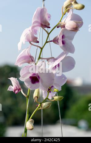 Thailand-lila Orchidee im Garten. Stockfoto