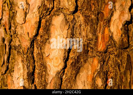 Schottische Kiefer, Schottenkiefer (Pinus sylvestris), Rinde in der Morgensonne, Deutschland, Mecklenburg-Vorpommern, Muritz Nationalpark Stockfoto