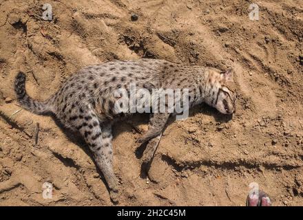 Die Fischerkatze (Prionailurus viverrinus) ist eine mittelgroße Wildkatze aus Süd- und Südostasien. Seit 2016 ist sie als gefährdet auf der Roten Liste der IUCN gelistet und auch gemäß Anhang l des Wildlife Protection Act geschützt. In Betai, Nadia, wurde eine Fischerkatze tot am Straßenrand gefunden. Es ist ein wasserdichtes Gebiet, in dem Fische gezüchtet werden. Das Forstministerium führt ein Post-Mortem durch, um die Todesursache zu untersuchen. Es könnte entweder auf einen Autoschlag oder Vergeltung zurückzuführen sein. Die Fischerkatze ist das Staatstier von Westbengalen. Westbengalen; Indien. Stockfoto