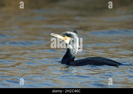 Chinesischer Kormoran (Phalacrocorax carbo sinensis, Phalacrocorax sinensis), mit Zuchtgefieder schwimmend, Niederlande, Nord-Niederlande, Stockfoto