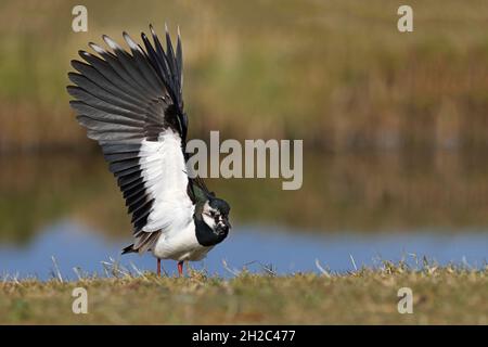 nördlicher Kiebitz (Vanellus vanellus), mit ausgestrecktem Flügel auf einer Wiese am Ufer, Niederlande, Friesland Stockfoto