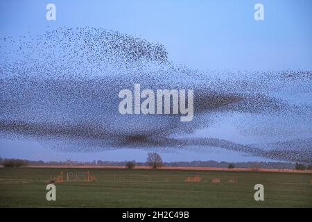 Gewöhnlicher Stare (Sturnus vulgaris), eine riesige Gruppe von Staren auf dem Flug zum Roosing Place, Niederlande, Frisia, Leeuwarden Stockfoto