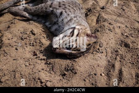 Die Fischerkatze (Prionailurus viverrinus) ist eine mittelgroße Wildkatze aus Süd- und Südostasien. Seit 2016 ist sie als gefährdet auf der Roten Liste der IUCN gelistet und auch gemäß Anhang l des Wildlife Protection Act geschützt. In Betai, Nadia, wurde eine Fischerkatze tot am Straßenrand gefunden. Es ist ein wasserdichtes Gebiet, in dem Fische gezüchtet werden. Das Forstministerium führt ein Post-Mortem durch, um die Todesursache zu untersuchen. Es könnte entweder auf einen Autoschlag oder Vergeltung zurückzuführen sein. Die Fischerkatze ist das Staatstier von Westbengalen. Westbengalen; Indien. Stockfoto