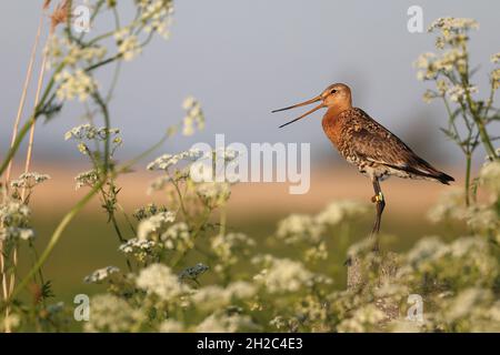 Schwarzschwanzgodwit (Limosa limosa), Ringed Schwarzschwanzgodwit steht auf einem Zaunpfosten inmitten von KuhPetersilie, Niederlande, Frisia, Koudum Stockfoto