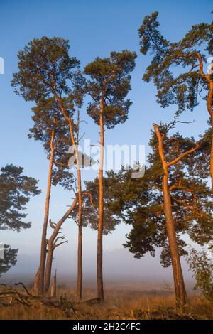 Schottische Kiefer, Schottenkiefer (Pinus sylvestris), mehrere Kiefern in der Morgensonne, Deutschland, Mecklenburg-Vorpommern, Muritz Nationalpark Stockfoto