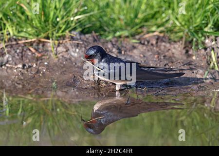 Stallschwalbe (Hirundo rustica), steht an einer Pfütze mit Nistmaterial im Schnabel, mit Spiegelbild, Niederlande, Friesland Stockfoto