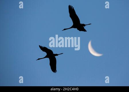 Gewöhnlicher Kranich, Eurasischer Kranich (Grus grus), Silhouette zweier Kraniche im Flug mit Sichelmond, Deutschland, Mecklenburg-Vorpommern, Muritz Stockfoto