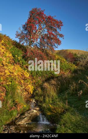 Atemberaubender Vogelbeerbaum mit einem Bach, der an einem wunderschönen Herbstmorgen in den Scottish Borders vorbeifließt. Stockfoto