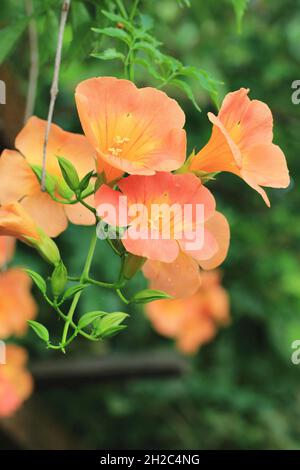 Wunderschöne Aussicht auf blühende Trompete-Kriechtiere, Campsis grandiflora-Blumen, Nahaufnahme von Orangenblüten, die im Garten blühen Stockfoto