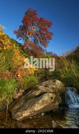 Atemberaubender Vogelbeerbaum mit einem Bach, der an einem wunderschönen Herbstmorgen in den Scottish Borders vorbeifließt. Stockfoto