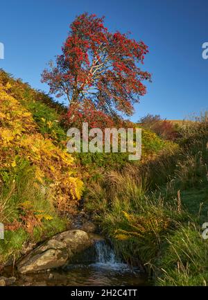 Atemberaubender Vogelbeerbaum mit einem Bach, der an einem wunderschönen Herbstmorgen in den Scottish Borders vorbeifließt. Stockfoto