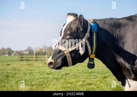 Kuh mit Haltergurt, Kopf-Seitenansicht auf einer grünen Wiese, Profil Stockfoto