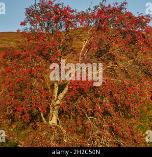 Atemberaubender Vogelbeerbaum an einem wunderschönen Herbstmorgen in den Scottish Borders, der mit roten Beeren bedeckt ist. Stockfoto