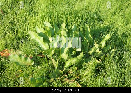 Rumex obtusifolius, allgemein bekannt als bittere Dock- oder Dock-Blätter Stockfoto