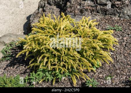 Cryptomeria Japonica 'globosa Nana' ein immergrüner Zwergkoniferbaum, der eine kuppelförmige Pflanze mit grünen Blättern ist, die allgemein als japanische Zeder, st Stockfoto