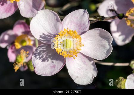 Anemone x Hybrida eine im Herbst blühende Pflanze mit einer rosa Sommerblüte, die allgemein als japanische Anemone bekannt ist, Stockfoto Stockfoto
