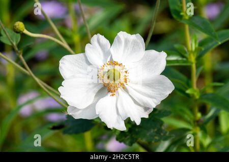 Anemone x hybrida 'Honorine Jobert' eine im Sommer herbstliche, blühende Pflanze mit einer weißen Sommerblume, die allgemein als japanische Anemone, Stockphot, bekannt ist Stockfoto