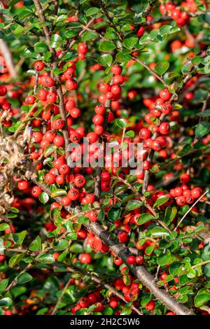 Cotoneaster horizontalis a spring zwerg spreizung Strauch Hedging plant with Red Berries and blättrig in the herbsting Fall, Stock photo image Stockfoto